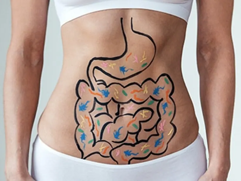 Illustration of the human digestive and colon system